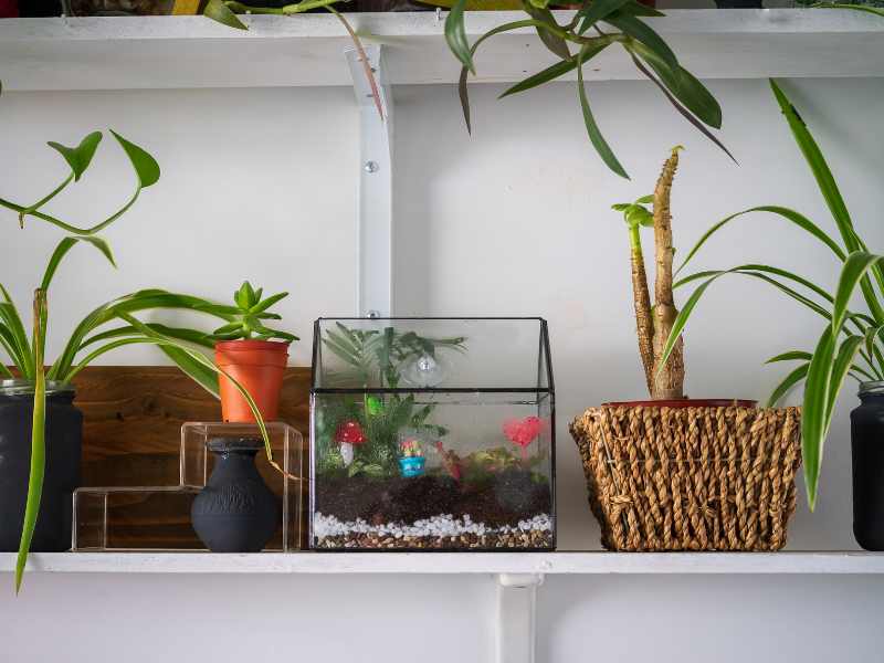 terrarium for indoor plant display