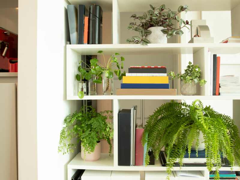 bookshelf garden