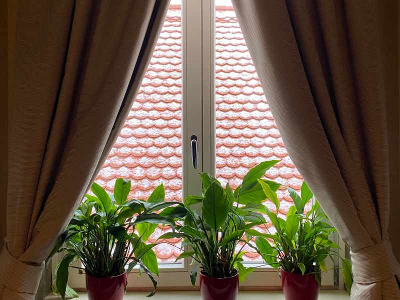 window sills for indoor plant