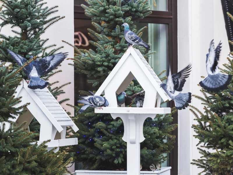 Bird Feeders for outdoor thanksgiving decoration