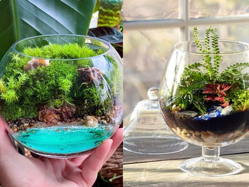 Place the Terrarium