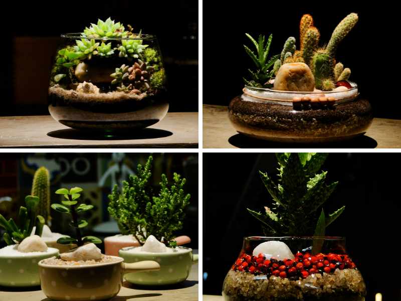 Steps To Making a Terrarium