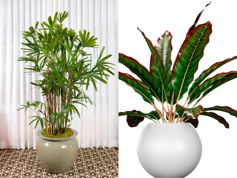 Indoor Plant for gift 
