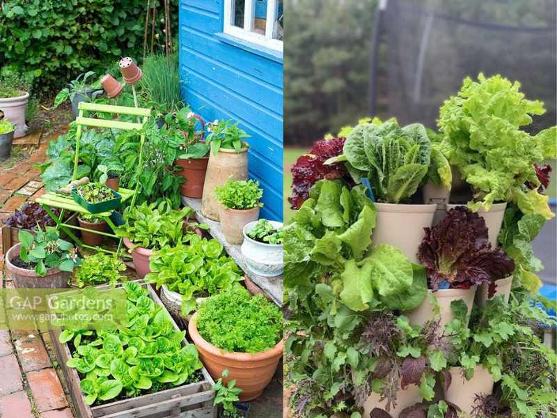 Grow Vegetables in Buckets