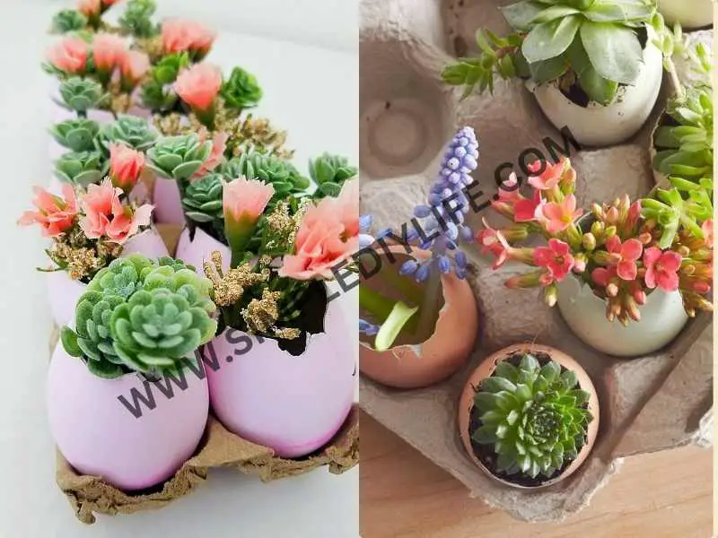 Eggshell Mini Arrangements