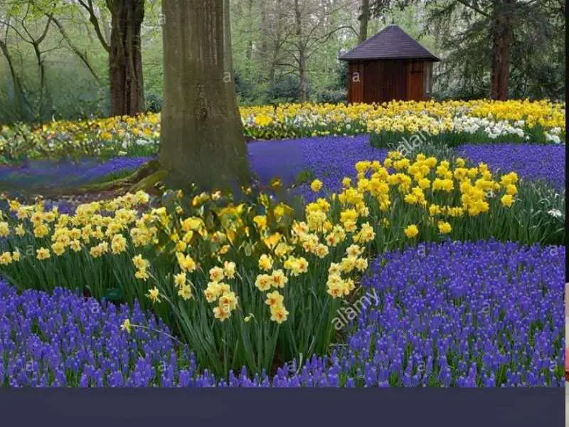 Hyacinth and Daffodil Combos