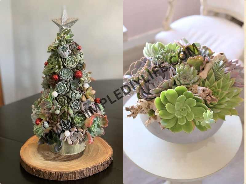 Moss and Succulent Centerpiece